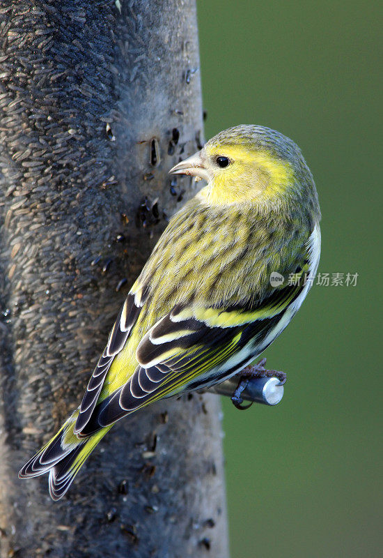 锦葵(Carduelis spinus)